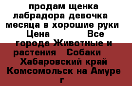 продам щенка лабрадора девочка 2 месяца в хорошие руки › Цена ­ 8 000 - Все города Животные и растения » Собаки   . Хабаровский край,Комсомольск-на-Амуре г.